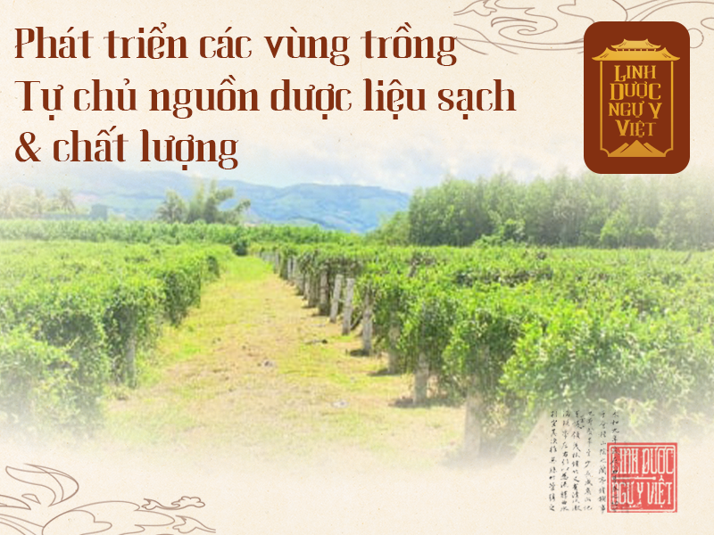 phat-trien-vung-duoc-lieu-linh-duoc-ngu-y-viet