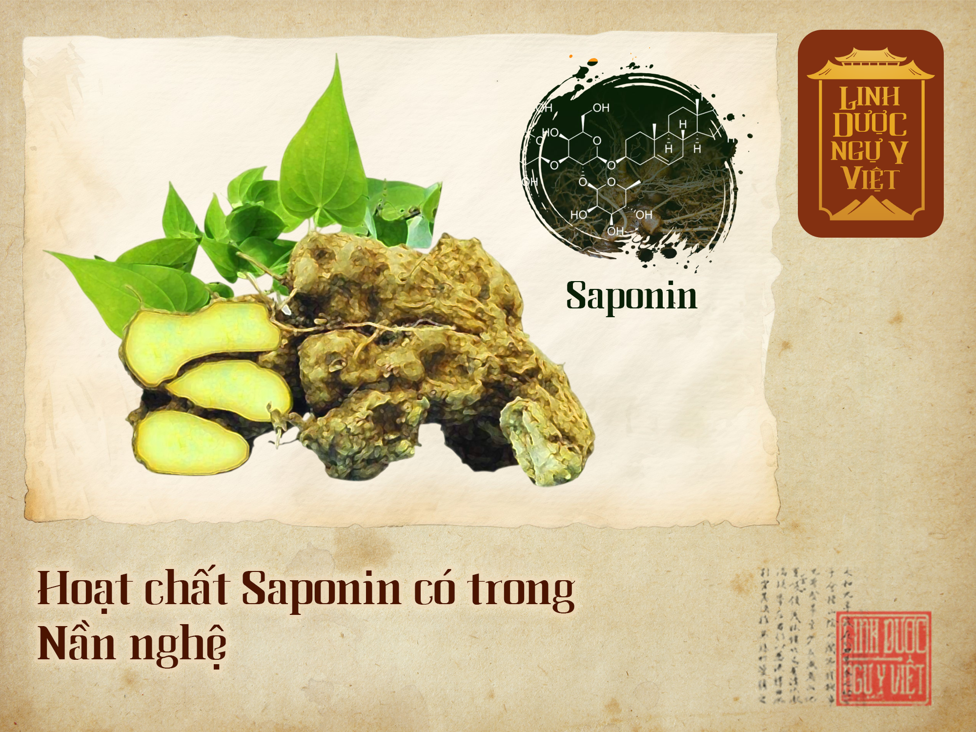 hoat-chat-saponin-trong-nan-nghe