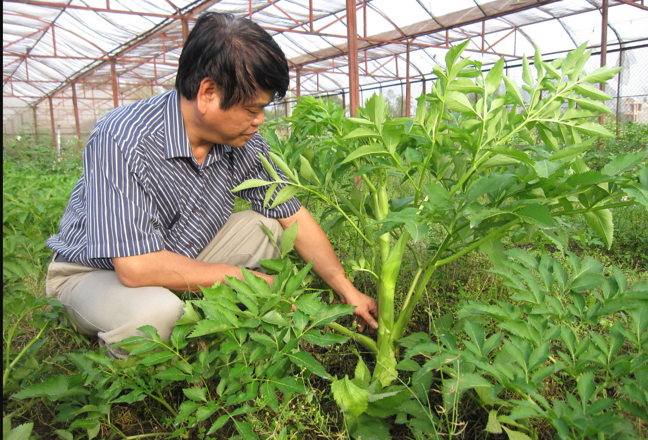 Tổng Quan về Đông Y Cụ Cử Thâm